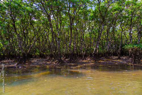 Mangrove. I shot in Amami Oshima Kagoshima Prefecture Japan.