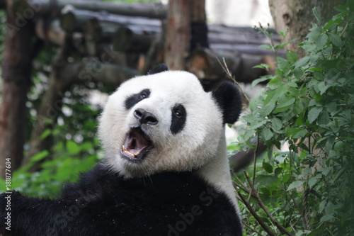 Fototapeta Naklejka Na Ścianę i Meble -  Fluffy Funny Giant Panda , Chengdu Panda Base,China