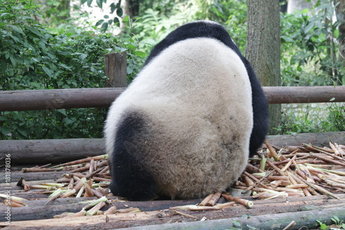 Fototapeta Naklejka Na Ścianę i Meble -  Fluffy Back of Giant Panda in China