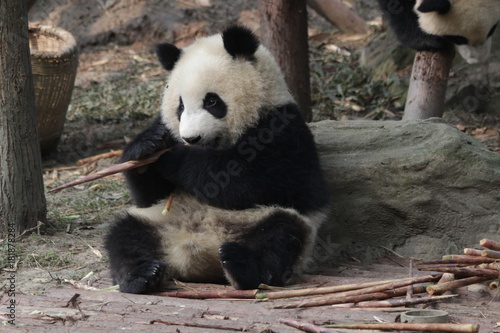 Fototapeta Naklejka Na Ścianę i Meble -  Qi Yi, Little Panda Cub in Chengdu Panda Base, Having Bamboo Shoot in his Mouth, China