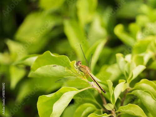 Yellow Dragonfly Perched on a Leaf