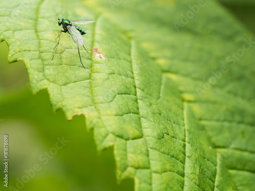 The Green Fly Standing