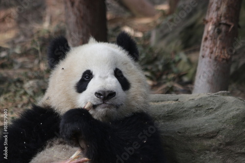 Fototapeta Naklejka Na Ścianę i Meble -  Qi Yi, Little Panda Cub in Chengdu Panda Base, Having Bamboo Shoot in his Mouth, China