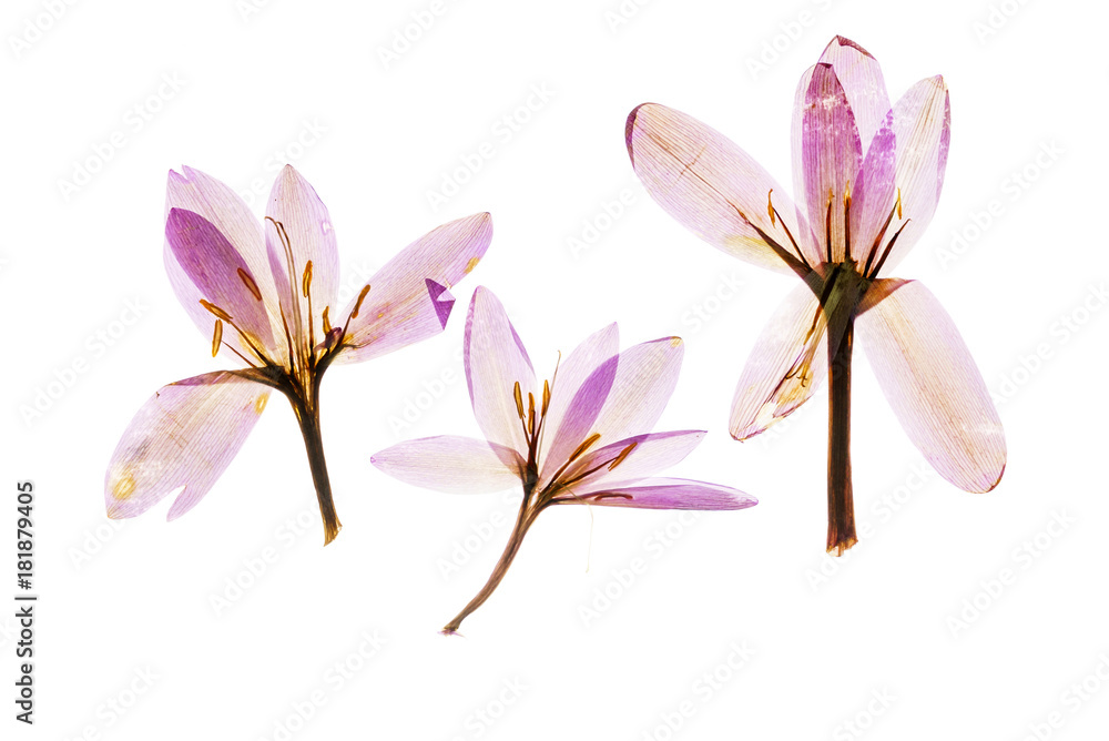 Naklejka premium dry crocus flowers