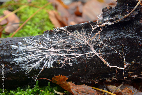 mycelial cord, rizomorph