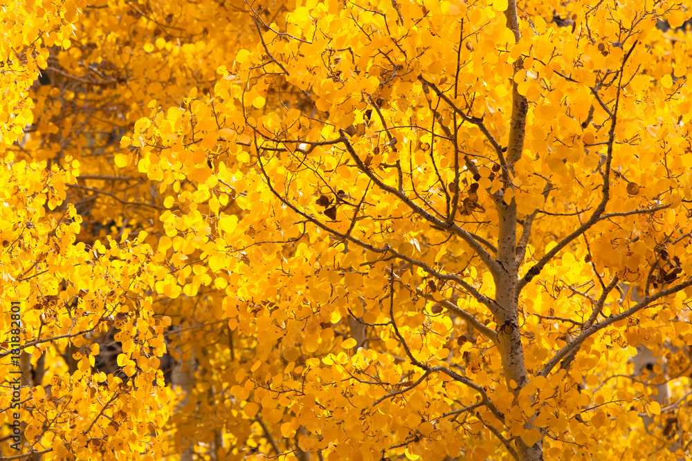 Fall Color Eastern Sierra