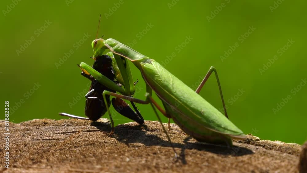 praying mantis eating cricket as another bug scuttles by 4k