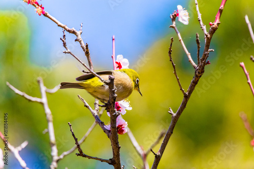 The Japanese White-eye.The background is white plum blossoms. Located in Tokyo Prefecture Japan. photo