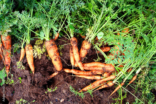 fresh carrots on the ground in the garden, top view 
