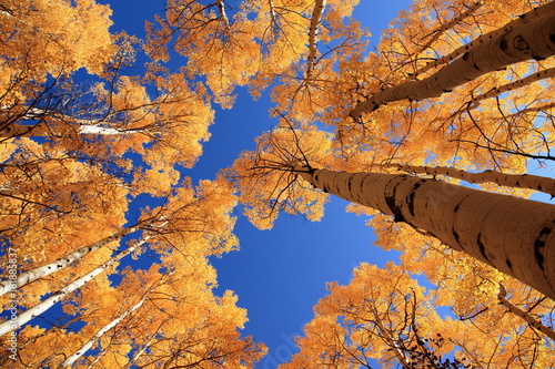 Autumn scene in Colorado