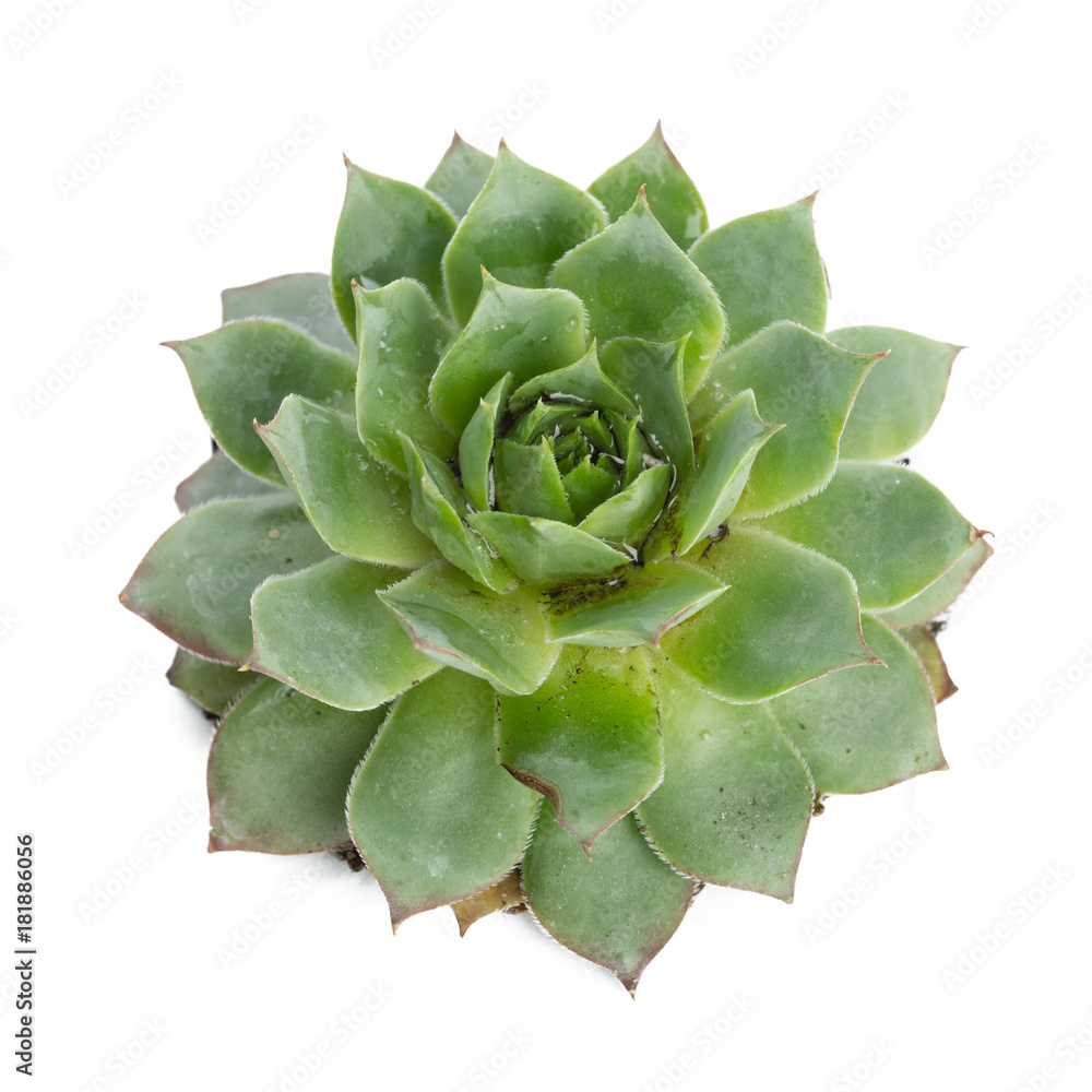 succulents plant in pot on white background succulents plant in pot on white background
