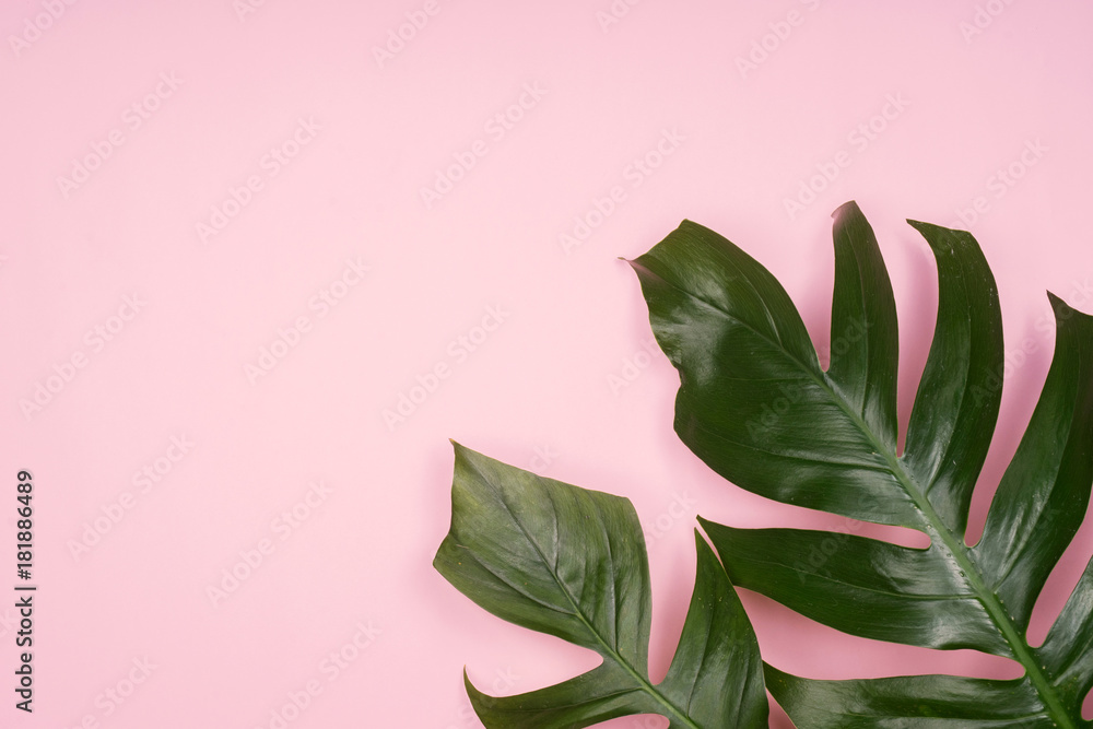 Tropical palm leaf on pink background. Flat lay, top view. Tropical palm leaf on pink background. Flat lay, top view.
