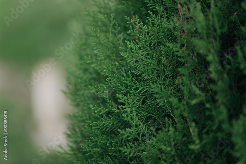 Natural green blurred background abstract bokeh and blurred green nature background