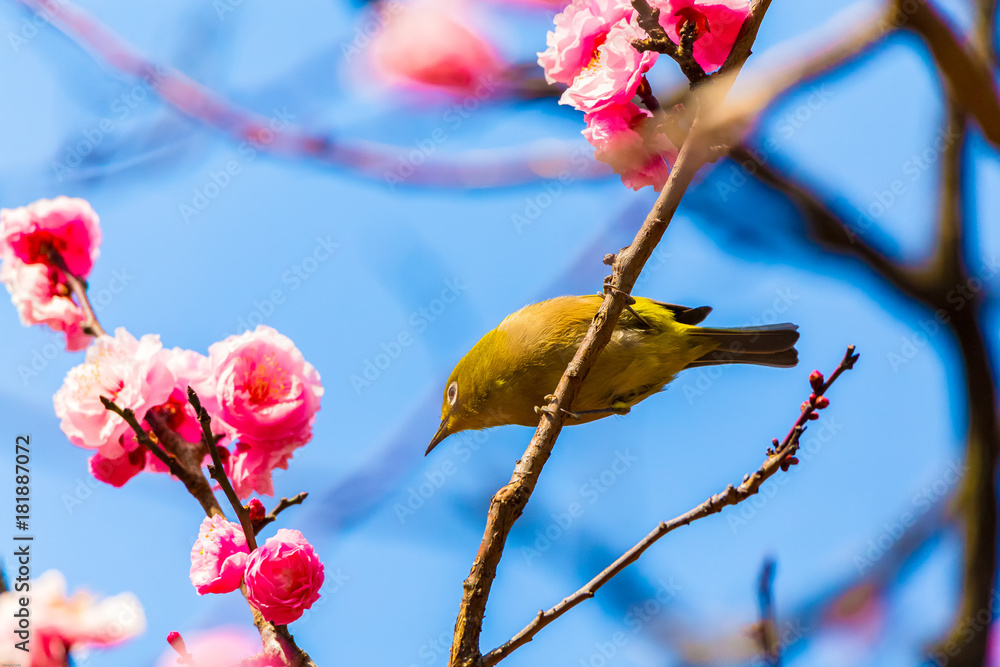 The Japanese White-eye.The background is red plum blossoms. Located in Tokyo Prefecture Japan. The Japanese White-eye.The background is red plum blossoms. Located in Tokyo Prefecture Japan.