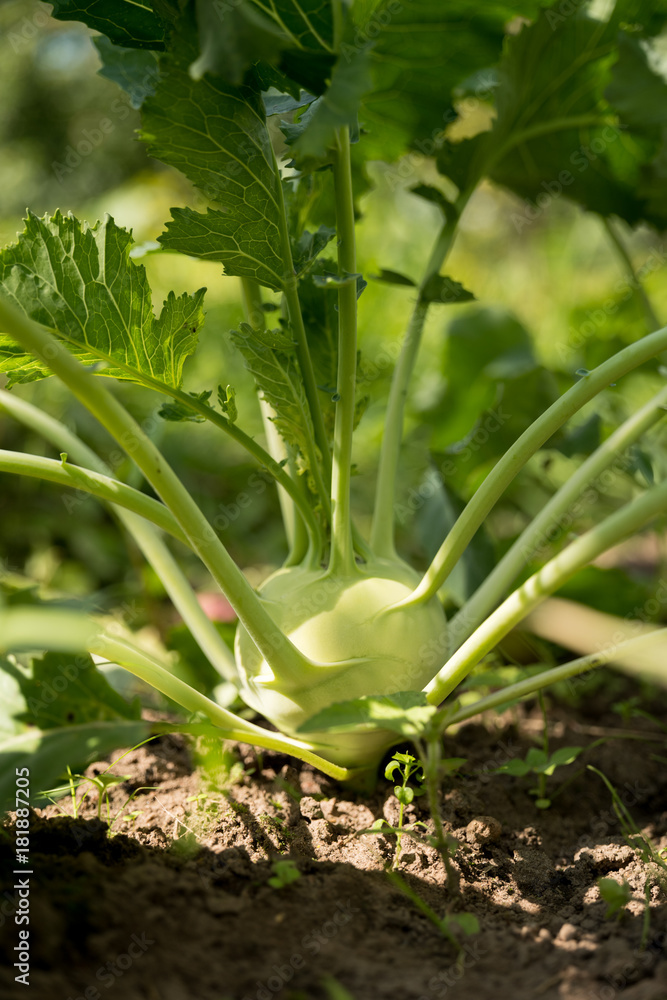 Obraz premium Cauliflower