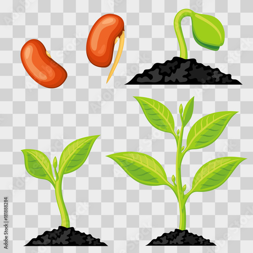 Plant growth stages from seed to sprout