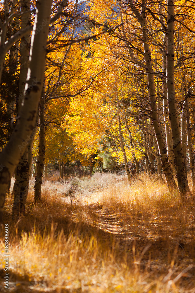 Fototapeta premium Autumn Leaf Color