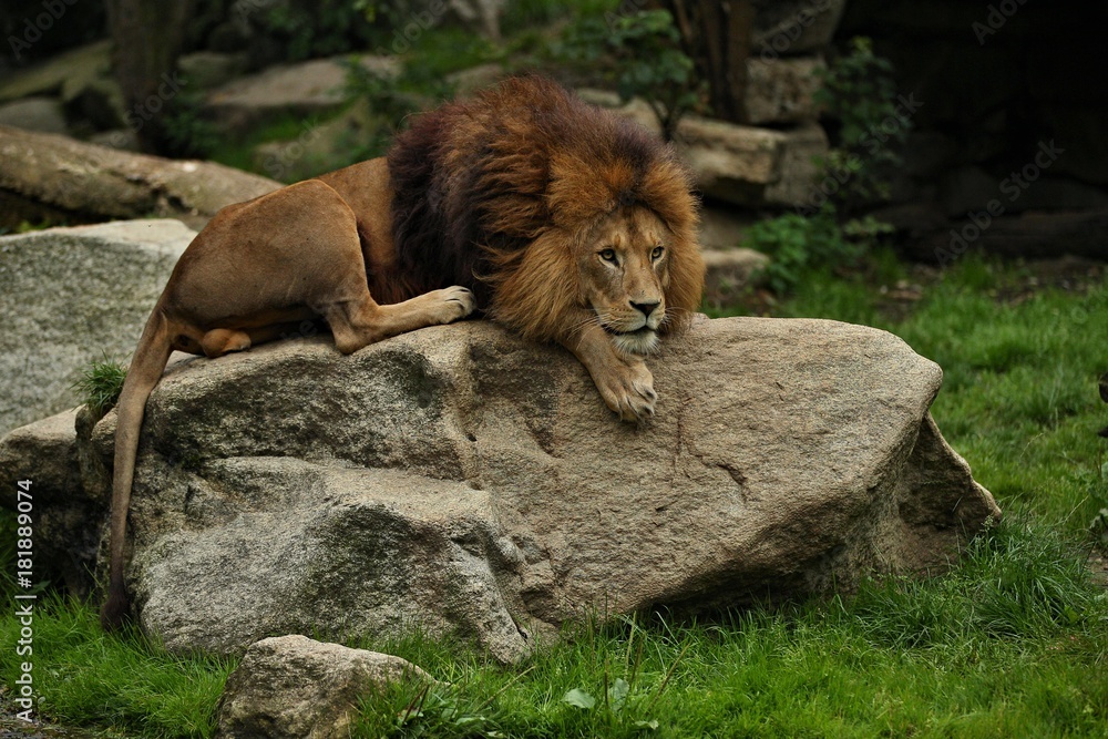 Naklejka premium Lion male on the rocky place in the captivity. African wildlife behind the bars. Panthera leo. Great animal in the nature looking habitat.