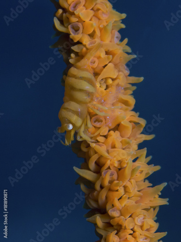 Anker`s Wip Coral Shrimp (Pontonides ankeri)