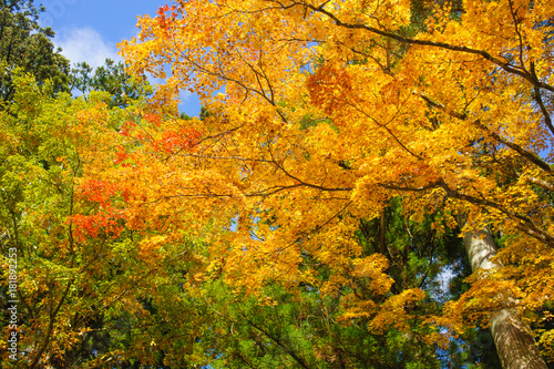 beautiful maple tree in autumn seasonal with blue sky