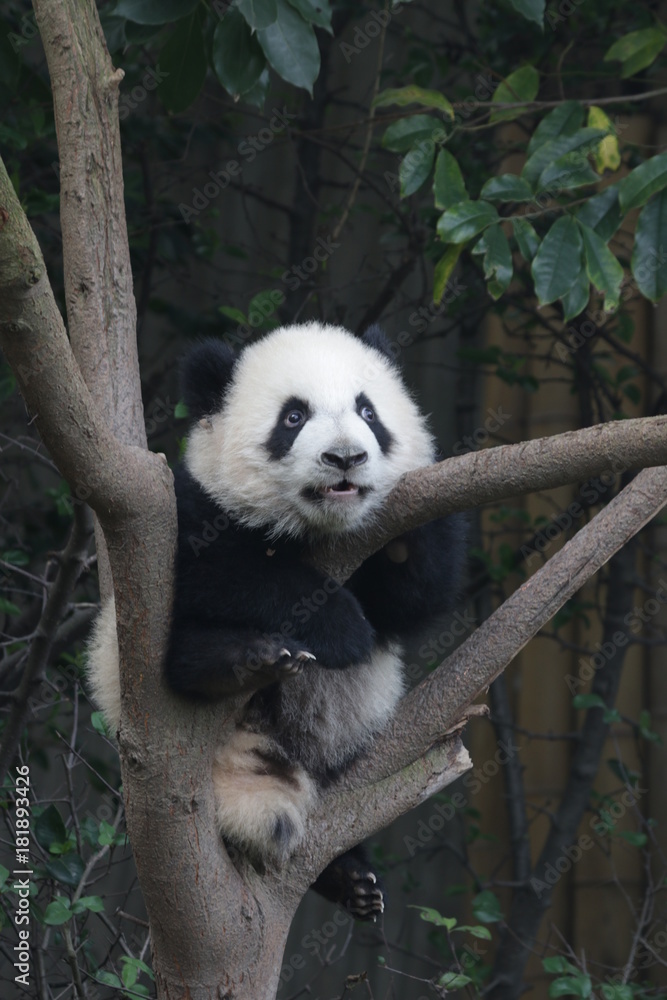 Fototapeta premium Little Panda Cub on the Tree, Chengdu Panda Base, China