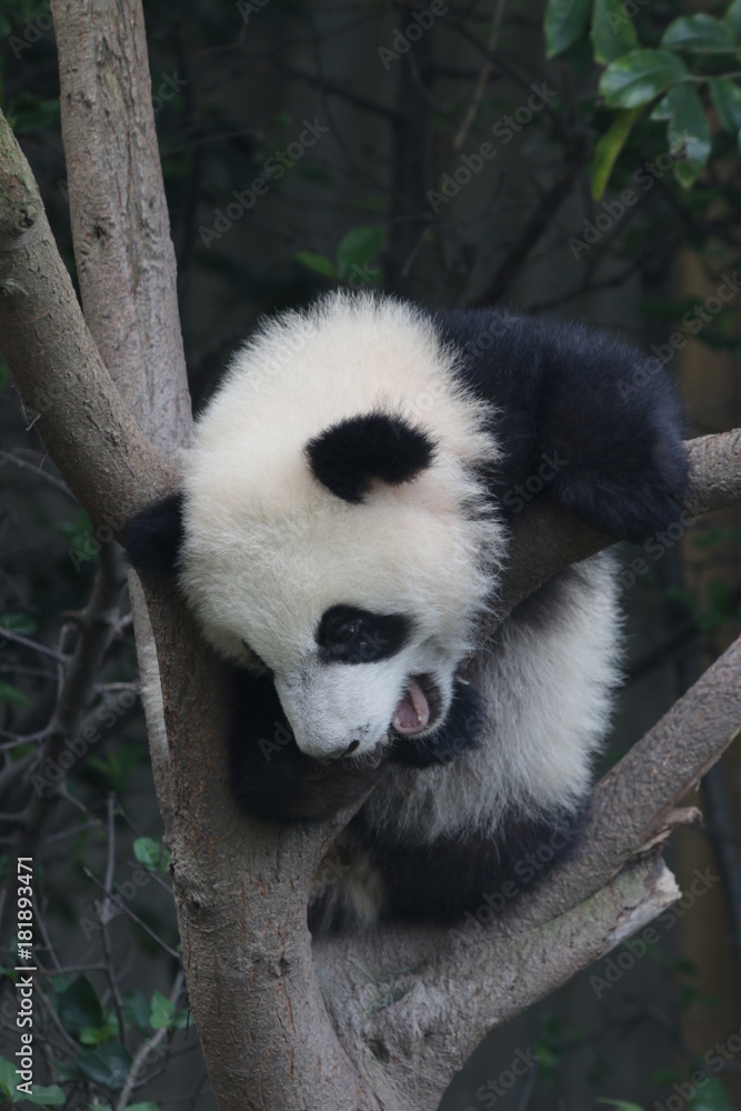 Little Panda Cub on the Tree, Chengdu Panda Base, China Little Panda Cub on the Tree, Chengdu Panda Base, China