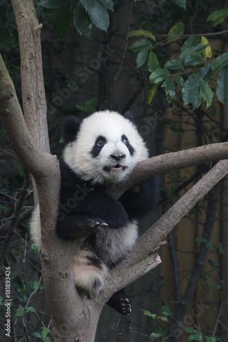 Fototapeta Naklejka Na Ścianę i Meble -  Little Panda Cub on the Tree, Chengdu Panda Base, China