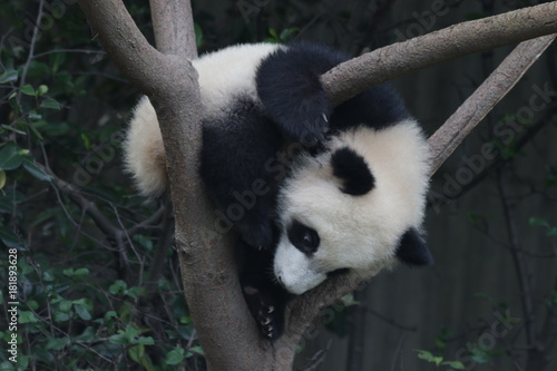 Fototapeta Naklejka Na Ścianę i Meble -  Little Baby Panda is having fun on the Tree, Chengdu Panda Base, China