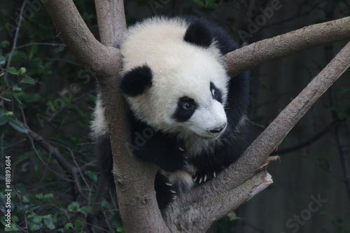 Fototapeta Naklejka Na Ścianę i Meble -  Little Baby Panda is having fun on the Tree, Chengdu Panda Base, China