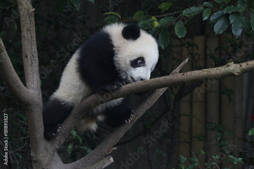 Fototapeta Naklejka Na Ścianę i Meble -  Little Baby Panda is having fun on the Tree, Chengdu Panda Base, China