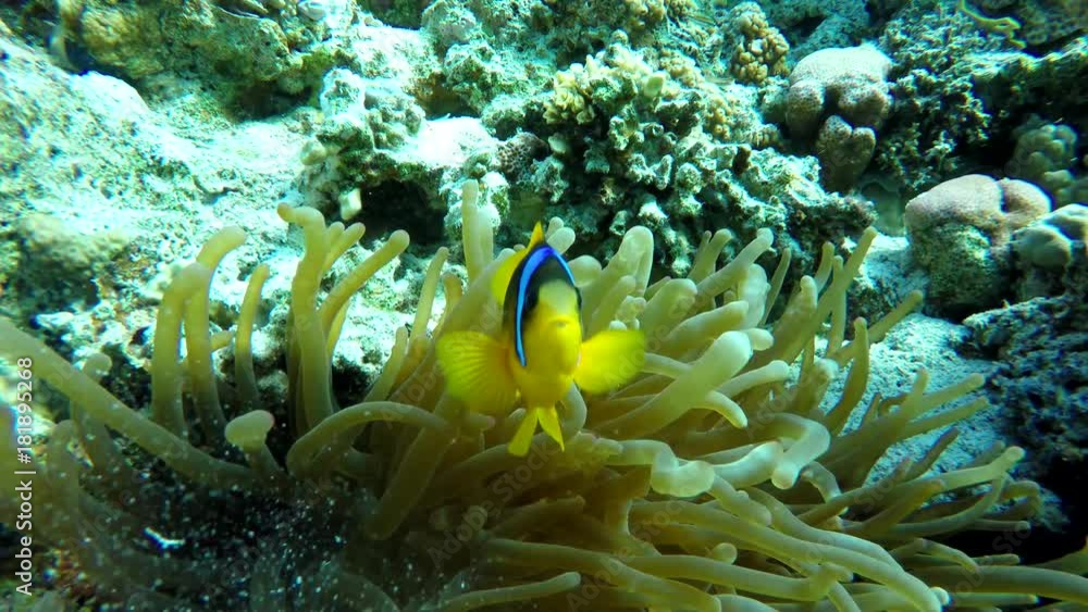 Coral reef and beautiful fish.  Underwater life in the ocean.
