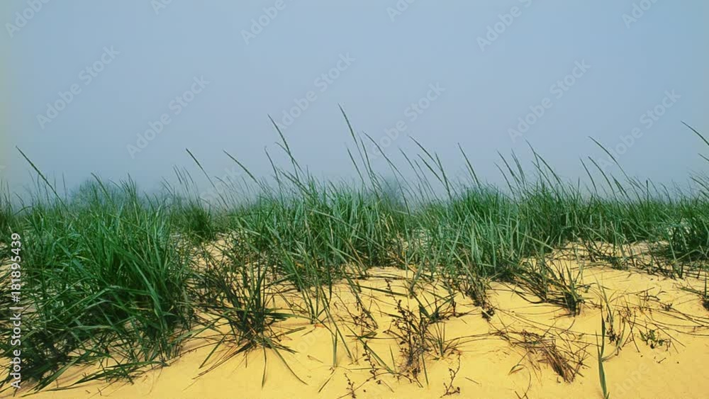 The beach in fog and dunes.