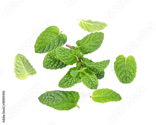 mint isolated on the white background