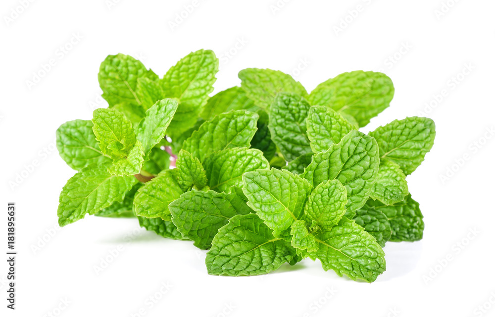 Mint leaf close up on a white background Mint leaf close up on a white background
