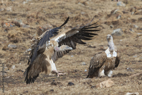 Group of Griffon Vultures  Gyps fulvus  in SiChuan  China