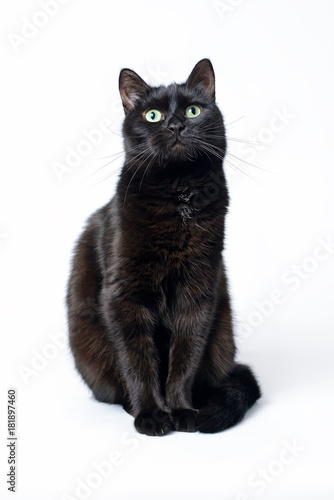Portrait of a young black cat on white background