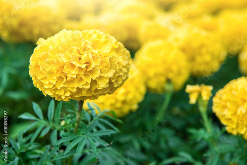 Marigolds  Tagetes erecta  Mexican marigold  Aztec marigold  African marigold 