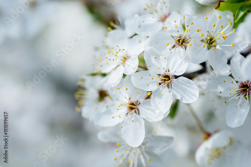 Flowers of the cherry blossoms on a spring day