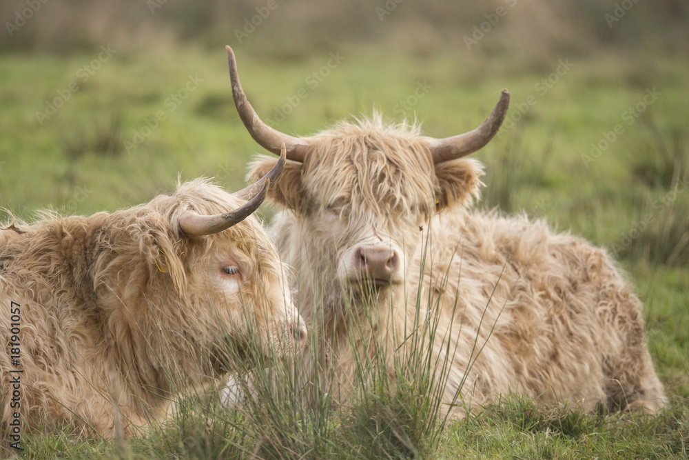 Scottisch Highlander Scottisch Highlander
