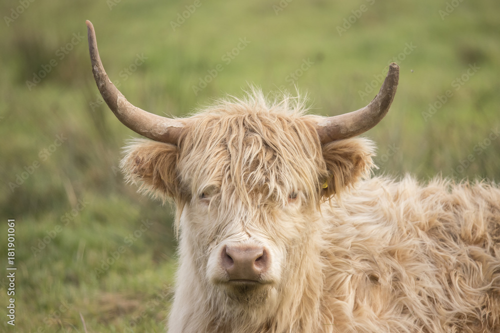 Scottisch Highlander Scottisch Highlander