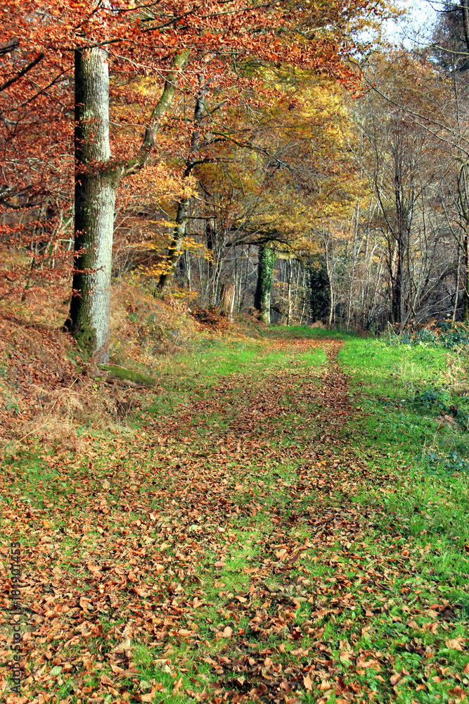 Campagne en automne. Campagne en automne.