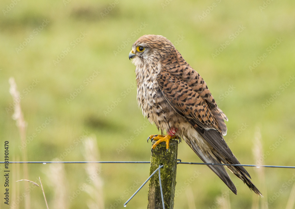 Kestrel Kestrel