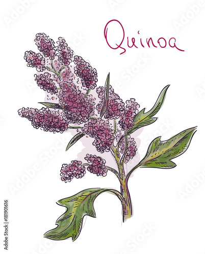 Quinoa, Chenopodium quinoa, kinwɑ,  kɪnova, Quechua kinwa, kinuwa. Vector illustration.