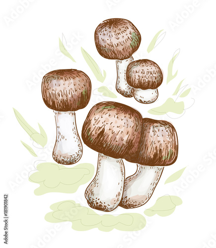 Agaricus blazei murill. Vector illustration