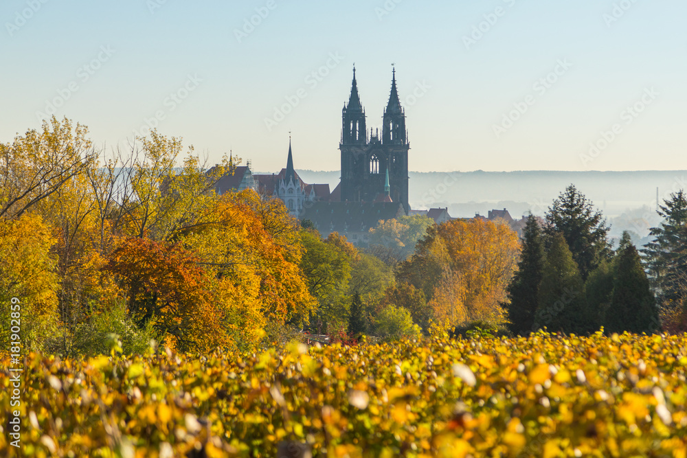 Weinbau in Meißen