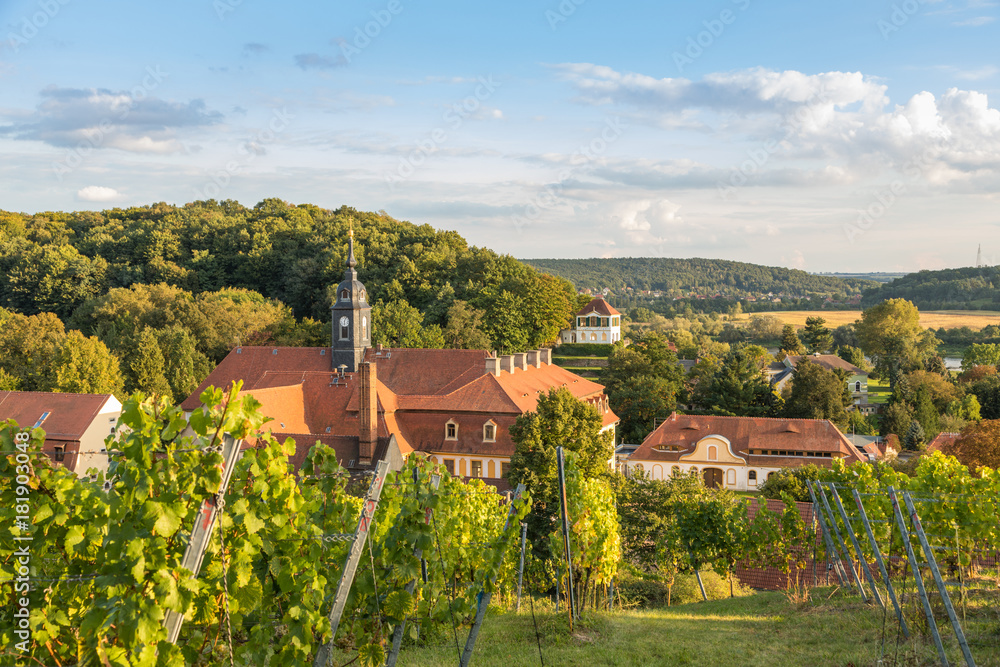 Weinanbau in Diesbar-Seußlitz