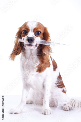 Dog vaccination. King charles spaniel with vaccination injection syringe tube. Trained pet photos. Cute.