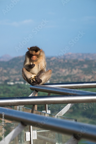 Lone Macaque Monkey Inspects Naan Bread While Sitting on Guardrail Overlooking Hampi, India © Marie