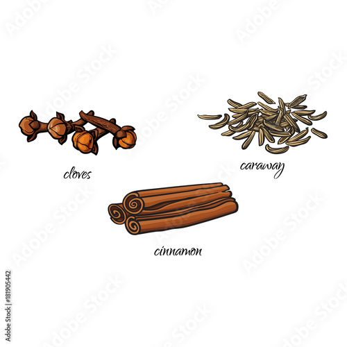 vector flat cartoon sketch hand drawn Spices, seasoning, flavorings and kitchen herbs set. Dry cinnamon, canella sticks, cloves and caraway seeds . Isolated illustration on a white background
