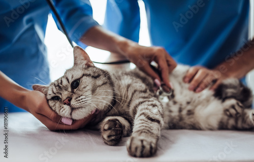 Photographie Doctor veterinarian at clinic